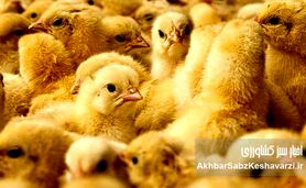 نیاز جوجه‌ریزی ماهانه به ۱۲۰ میلیون قطعه رسید؛ هشدار مرغداران درباره زیان تولید