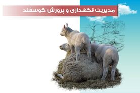 ​مدیریت تغذیه گوسفند

