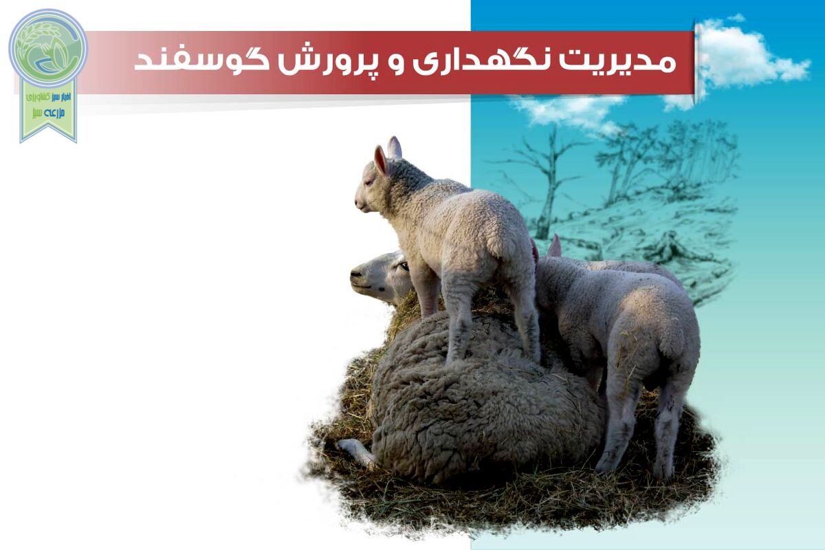 ​مدیریت تغذیه گوسفند

