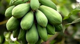 پاپایا، میوه‌ای خوشمزه و پر خاصیت+ ویدئو

