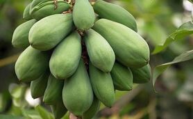 پاپایا، میوه‌ای خوشمزه و پر خاصیت+ ویدئو

