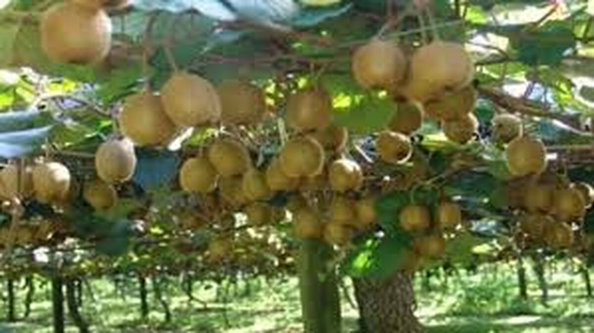 جهش صادرات کیوی گیلان با تکیه بر ظرفیت سردخانه‌ای