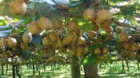 جهش صادرات کیوی گیلان با تکیه بر ظرفیت سردخانه‌ای