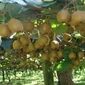 جهش صادرات کیوی گیلان با تکیه بر ظرفیت سردخانه‌ای