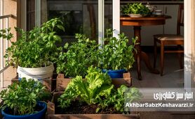 از چند مشت خاک در بالکن تا سبزی روزانه روی سفره خانواده