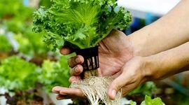 هیدروپونیک: راهی برای تولید محصولات سالم و ارگانیک+ ویدئو

