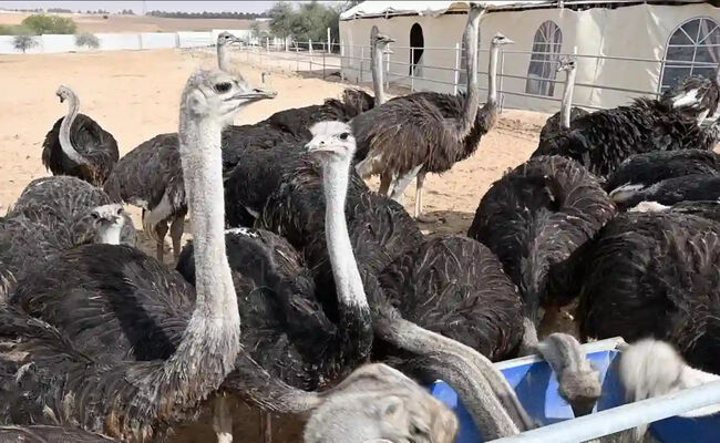 فرصت‌های اقتصادی پرورش جانوران خاص متناسب با اقلیم خشک ایران