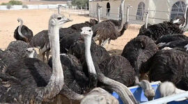 فرصت‌های اقتصادی پرورش جانوران خاص متناسب با اقلیم خشک ایران