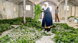 پرورش کرم ابریشم/ جایگاه ایران در تولید ابریشم جهان

