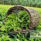 افزایش چشمگیر تولید برگ چای؛ برداشت امسال تا ۳۵٪ بیشتر می‌شود