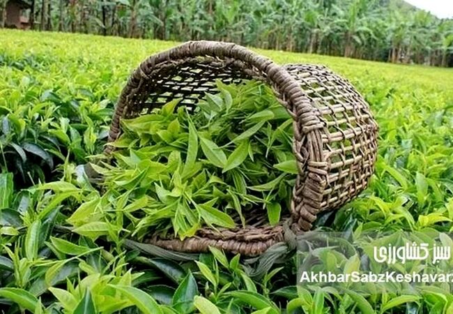 افزایش چشمگیر تولید برگ چای؛ برداشت امسال تا ۳۵٪ بیشتر می‌شود