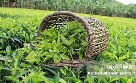 افزایش چشمگیر تولید برگ چای؛ برداشت امسال تا ۳۵٪ بیشتر می‌شود