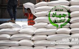 گم شدن یک میلیون تن برنج؛ ماجرا از کجا شروع شد؟