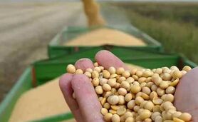 قیمت نهاده های دامی و محصولات کشاورزی ۲۴ اردیبهشت ۱۴۰۳+ جدول

