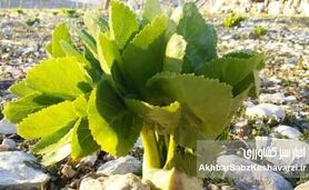 گیاهان دارویی ویژه ایران