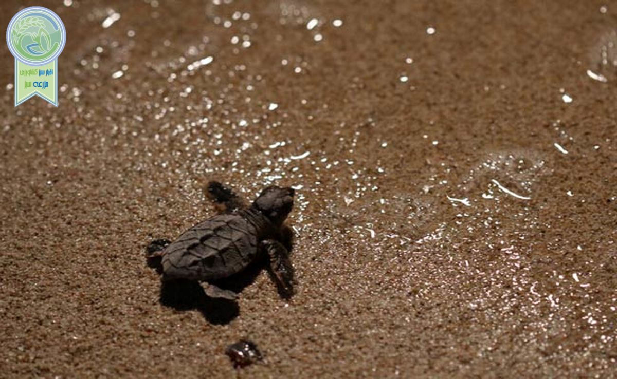 لاک‌پشت‌های قشم پلاستیک می‌خورند

