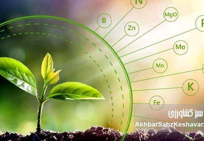 عناصر ضروری مورد نیاز گیاهان