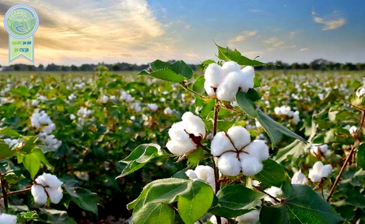 پنبه دانه و مصارف آن در صنایع غذایی

