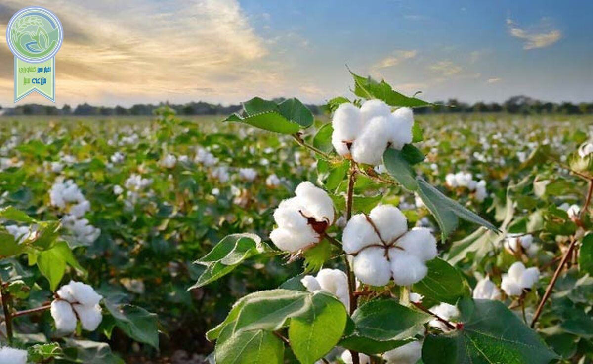 پنبه دانه و مصارف آن در صنایع غذایی


