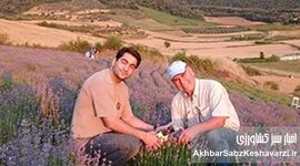 کشت اسطوخودوس: تحول آفرینی جوان آزادشهری در اراضی شیبدار گلستان+ ویدئو