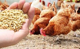 قیمت نهاده های دامی و محصولات کشاورزی در بازار ۱۲ تیر ۱۴۰۳+ جدول


