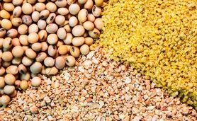قیمت نهاده های دامی و محصولات کشاورزی ۱۵ آبان ۱۴۰۳+ جدول

