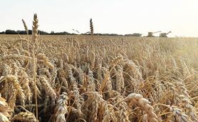 تعیین قیمت جدید گندم

