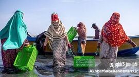 تمرکززدایی از پایانه‌های صادراتی میگو؛ استراتژی بقای اقتصاد شیلاتی در شرایط بحران