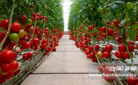 از هر قطره آب، هزاران دانه امید؛ رکورد تولید گوجه‌فرنگی گلخانه‌ای در گنبدکاووس