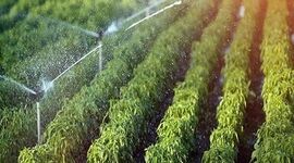 نیاز آبی گیاهان در کشاورزی و باغبانی+ ویدئو

