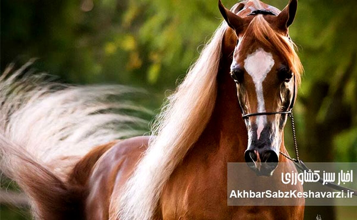 قیمت نجومی اسب: چرا قیمت اسب‌ها اینقدر متفاوت است؟