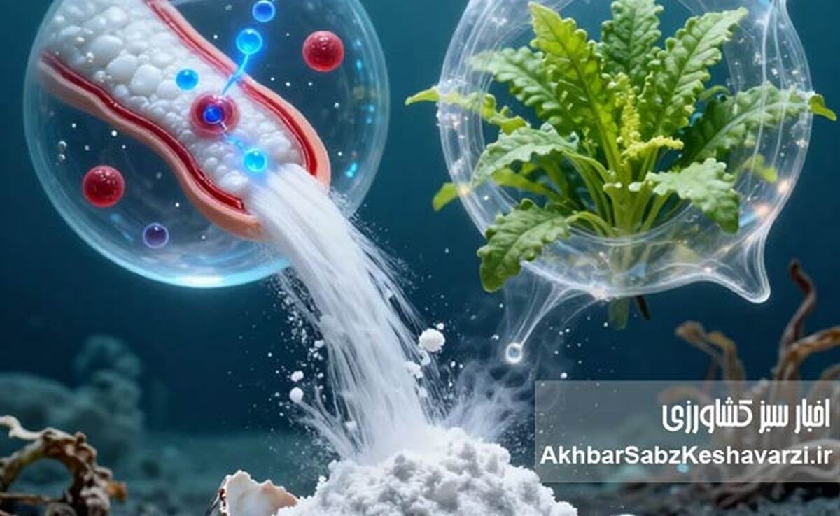 کیتوزان؛ طلای سفیدی که از دل ضایعات میگو جوانه می‌زند/ وقتی زباله، فرشته نجات می‌شود!