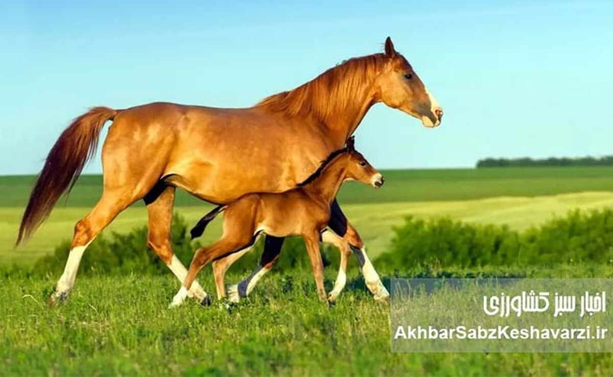 انتقال جنین در اسب: راهی نوین برای تولیدمثل و بهبود نژاد+ اینفوگرافی