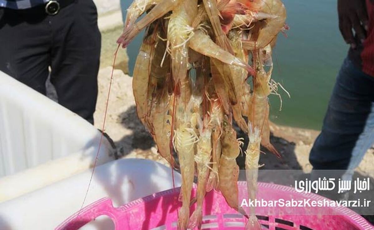 برداشت استثنایی ۳۰ هزار تنی میگو در بوشهر؛ غلبه بر کابوس بیماری سال گذشته