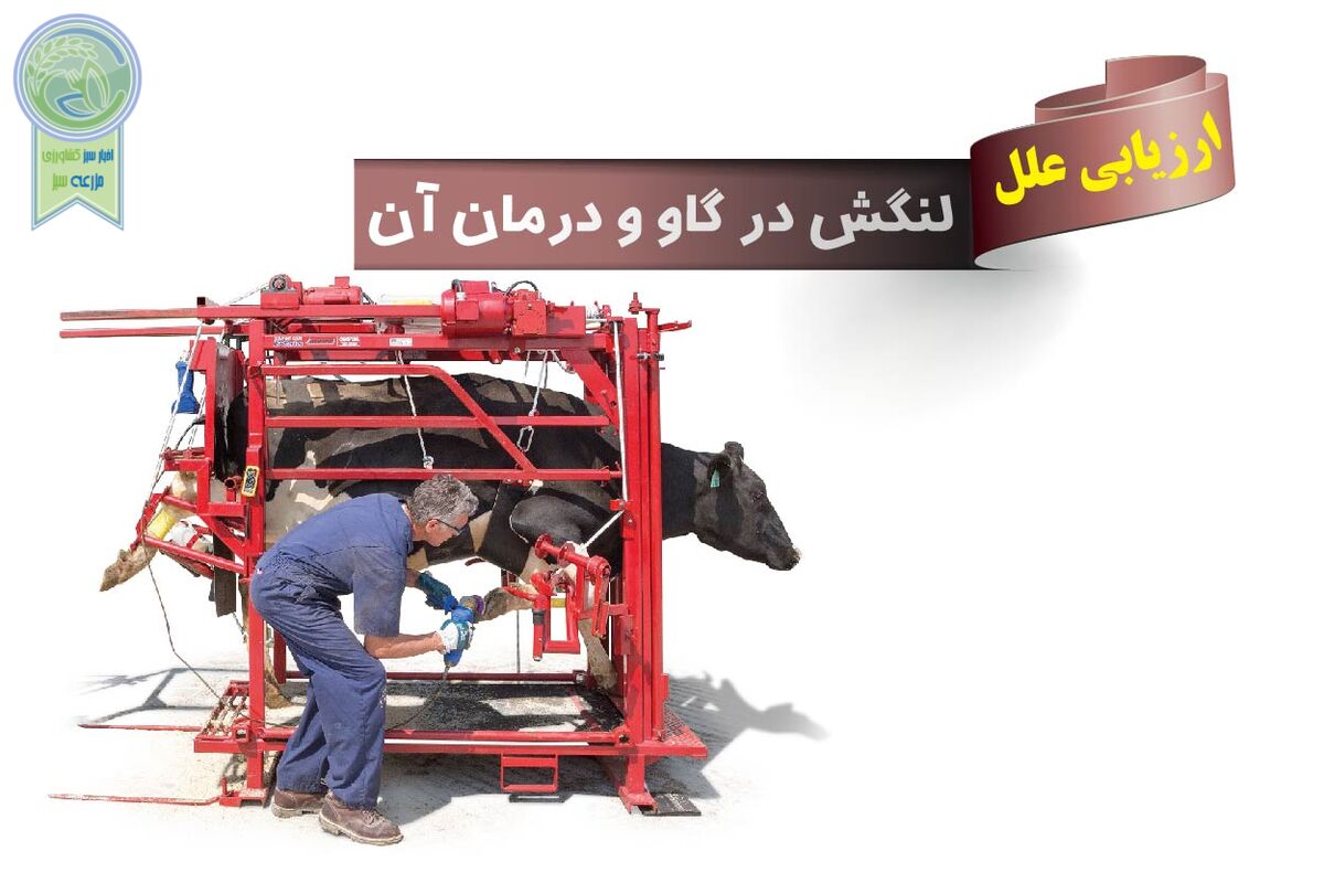 عوامل ایجاد لنگش در گاو چیست؟ با پیشگیری و درمان این بیماری آشنا شوید

