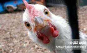 بررسی علمی و دامپزشکی ادعای «مصرف تریاک در مرغداری‌ها برای افزایش وزن مرغ‌ها»