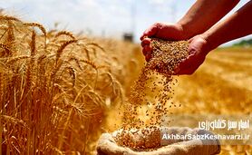 قیمت تضمینی گندم؛ فاصله‌ای که انگیزه تولید را تهدید می‌کند