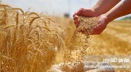 قیمت تضمینی گندم؛ فاصله‌ای که انگیزه تولید را تهدید می‌کند