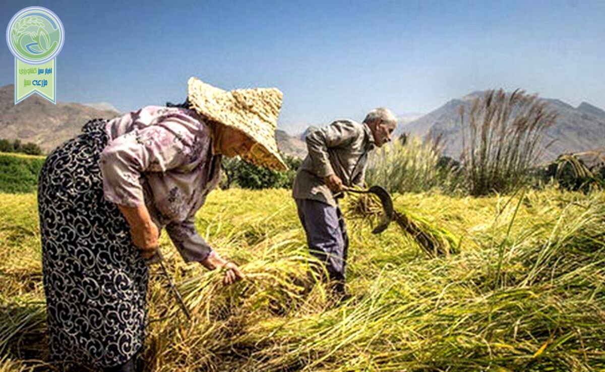 چند درصد محصولات کشاورزی از طریق کشت فراسرزمینی تامین می‌شود؟


