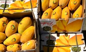 واردات غیرمتعارف انبه به ایران


