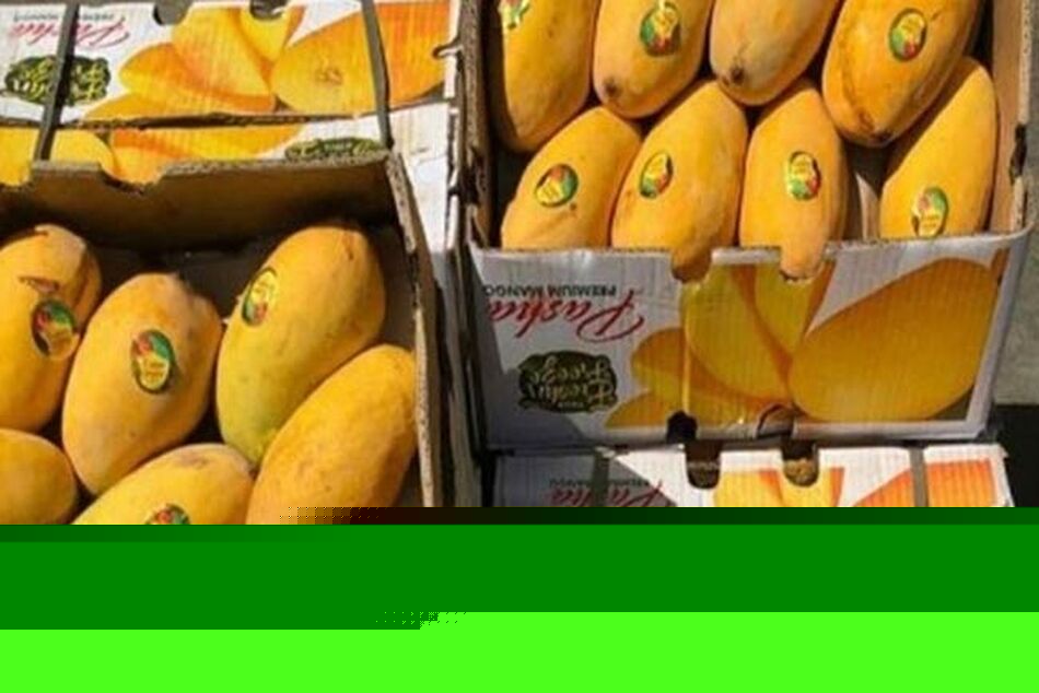 واردات غیرمتعارف انبه به ایران

