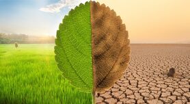 اقدامات مرتبط با تجارت مرتبط با پایداری زیست محیطی کشاورزی