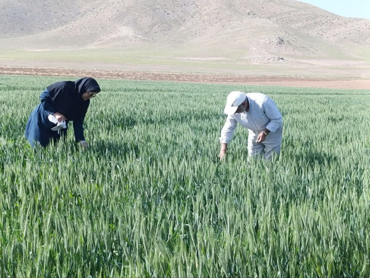 پایش زودهنگام آفات غلات خسارت مزارع را کاهش می‌دهد