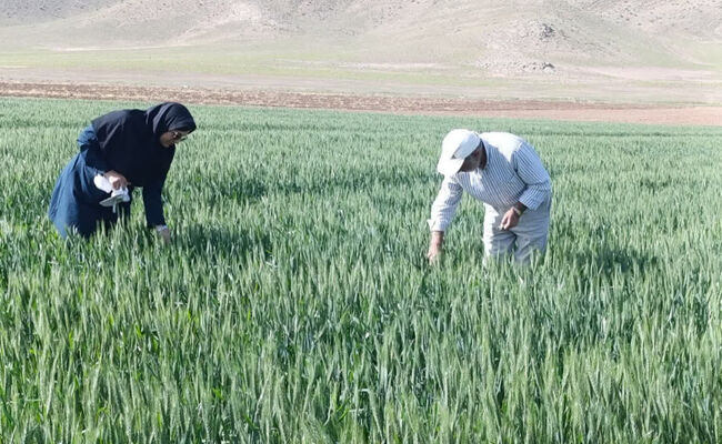 پایش زودهنگام آفات غلات خسارت مزارع را کاهش می‌دهد