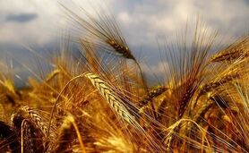 آخرین جزئیات درباره خرید تضمینی گندم

