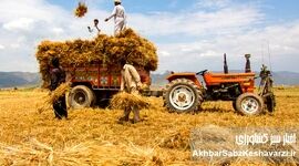 باز هم وعده، باز هم هفته بعد؛ گندمکاران طلبکار و دولت خوش‌حساب روی کاغذ!