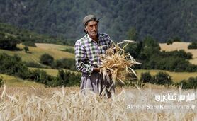 خسارت قطعی برق به کشاورزی یزد؛ ضرر ۱۳ هزار میلیارد تومانی در راه است