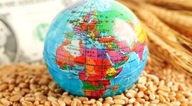 زنگ خطر در بازار جهانی ذرت؛ کسری نزدیک به ۳۰ میلیون تن در راه است