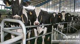 هشدار سازمان FAO به کشورهای خاور نزدیک و اوراسیای غربی درباره خطر گسترش تب برفکی سروتیپ SAT1