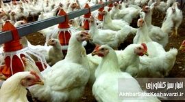 حمایت از مرغداران: خرید حمایتی ۳۰ هزار تُن تخم مرغ به پایان رسید
